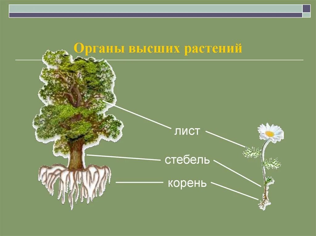 Органы высших растений. Высшие растения органы. Органы высших растений презентация. Картинки высших растений.