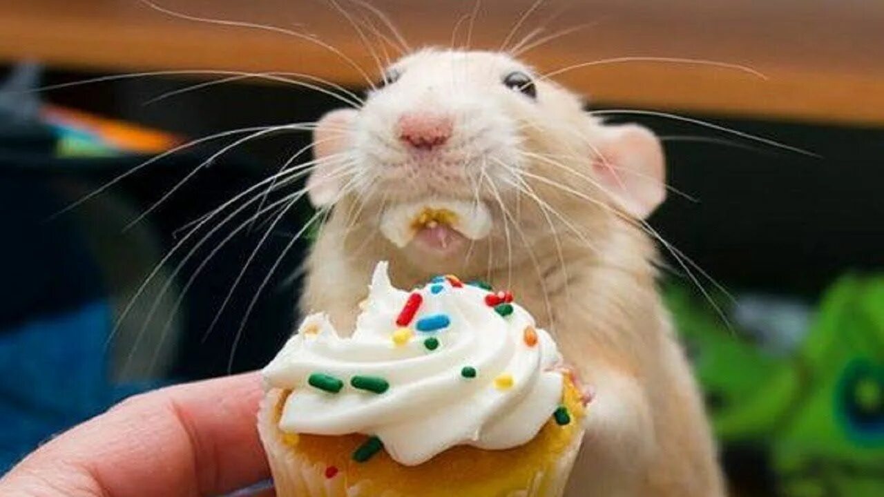 Кот ест хомяка. Кот ест хомяка. Хомяк с печенькой. Кот ест хомяка. Хомяк в кружке.