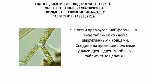 Виды диатомовых водорослей