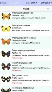 Названия дневных бабочек 2 класс