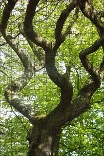 Картинка зеленого дуба