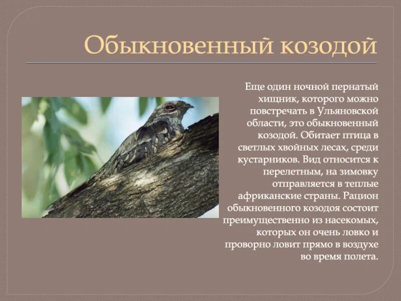 Козодой почему так называется. Козодой обыкновенный. птица козодой фото и описание. козодой презентация.