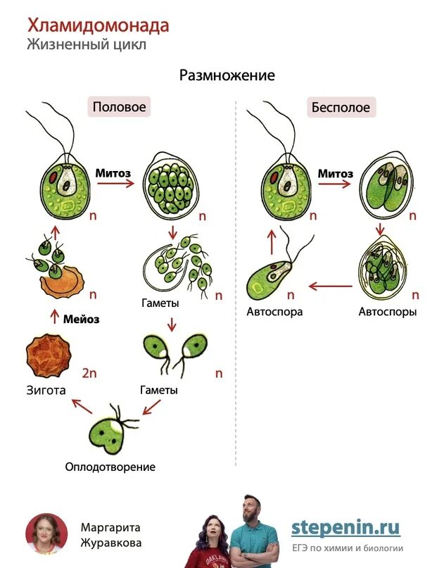 Стадия жизненного цикла водорослей. Жизненный цикл хламидомонады ЕГЭ. Цикл развития хламидомонады схема с описанием. Размножение хламидомонады схема. Жизненный цикл зеленых водорослей схема.