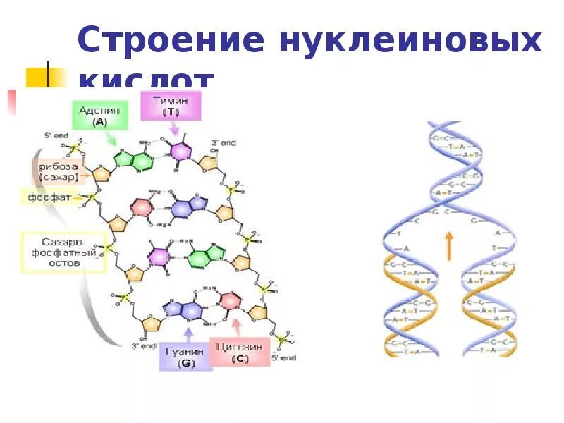 Передача наследственной информации начинается на уровне. Передача наследственной информации начинается на уровне