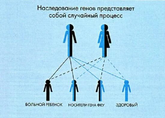 Тип наследования фенилкетонурии. Наследование фенилкетонурия тип наследования. фенилкетонурия схема наследования. фенилкетонурия тип наследственности. фку тип наследования.