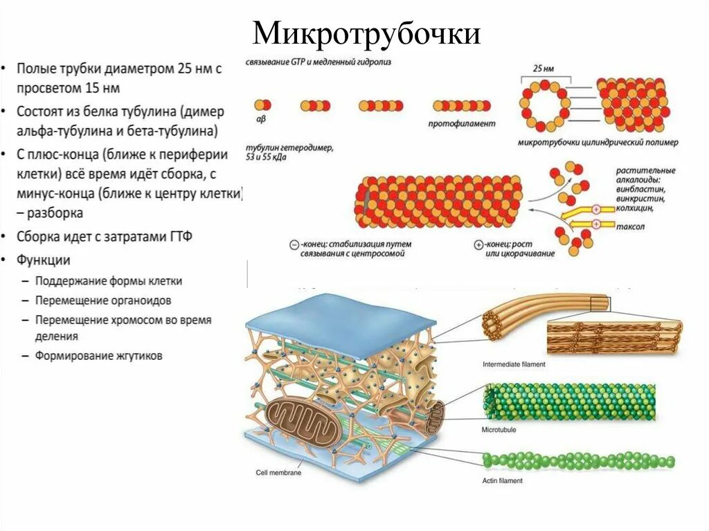 Сборка белка происходит. Микротрубочки растительной клетки. Схема строения микротрубочек. Микротрубочки функции кратко. Функции органоидов микротрубочки.