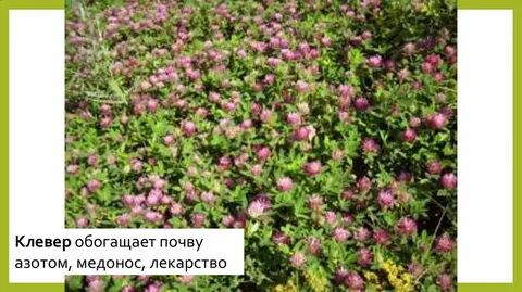 Почва клевера