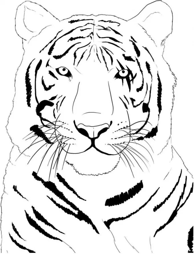 Тигр рисунок. Тигр. Раскраска. Раскраска тигра. Рисунок тигра карандашом. Рисунки в формате jpg