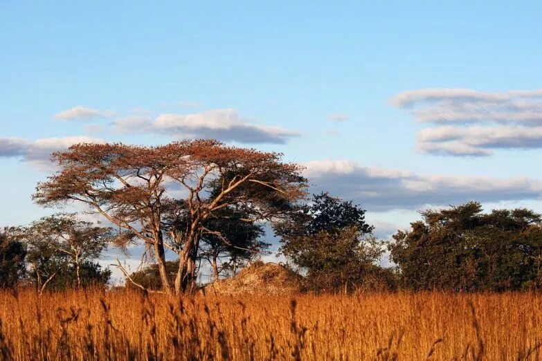 зонтичная акация в африке. зонтичная акация дерево. низкорослая зонтичная акация. деревья саванны.