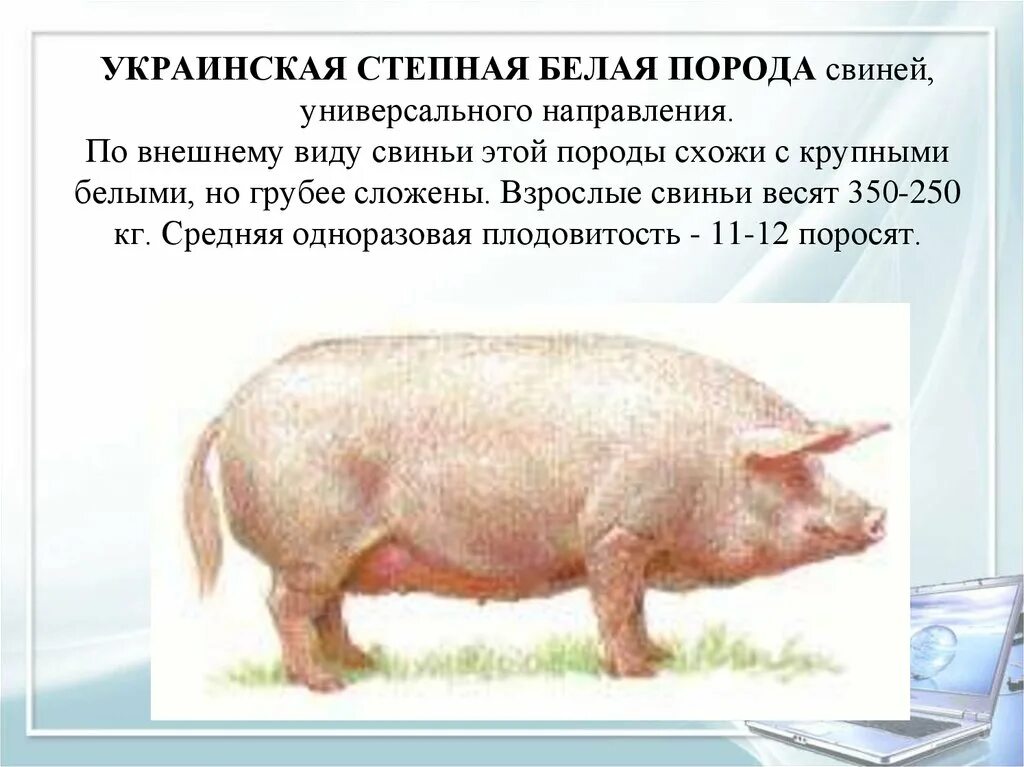 Украинская Степная белая. Украинская Степная белая порода свиней. Небольшие породы свиней. Украинская Степная порода свиней характеристика. Степная свинья