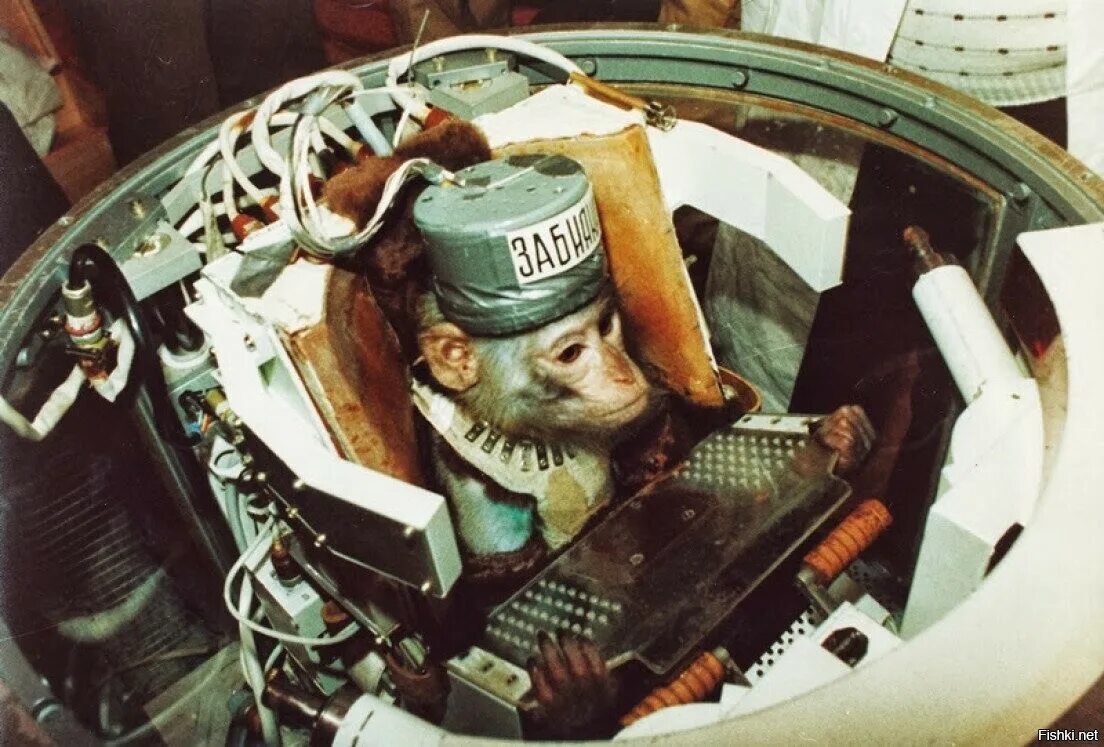 Первая обезьяна полетевшая в космос. Первый полет шимпанзе в космос. Обезьяны космонавты СССР.