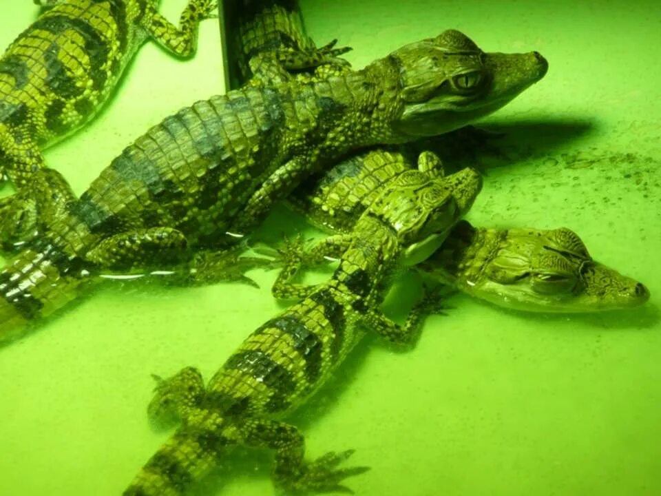 Какой крокодил зеленый. Крокодил. Зеленый Крокодильчик. Эстетичный крокодил. Крокодил Эстетика.