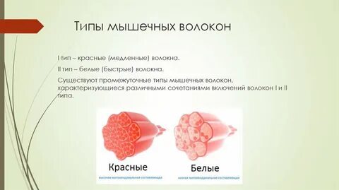 Мышцы 2 типа