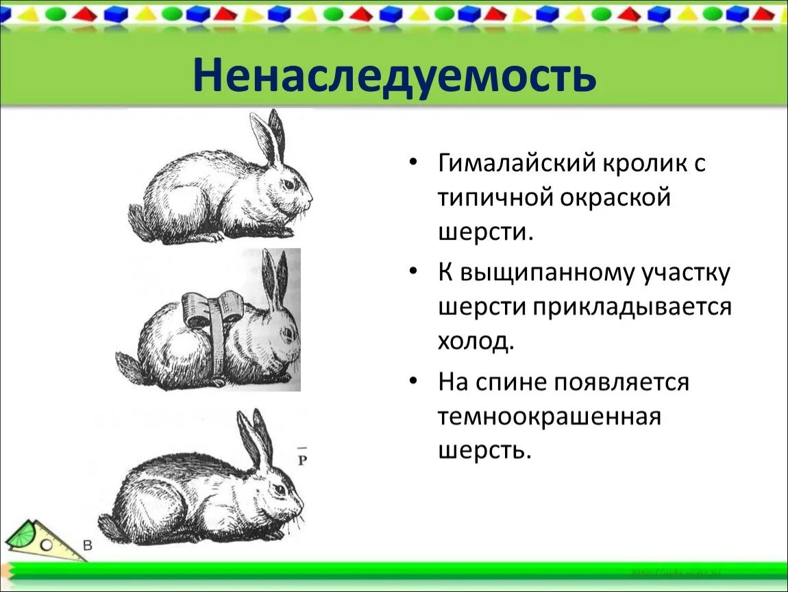 Фенотипическая модификационная изменчивость. Модификационная изменчивость кролик. Модификационная изменчивость это изменчивость. Фенотипическая изменчивость кролика. Пример явления иллюстрирующего изменчивость