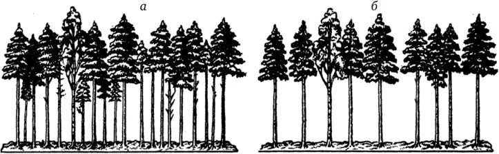 Спор между деревьями. Рубки ухода. Повышение продуктивности лесов. Верховой метод рубок ухода. Семенной древостой.