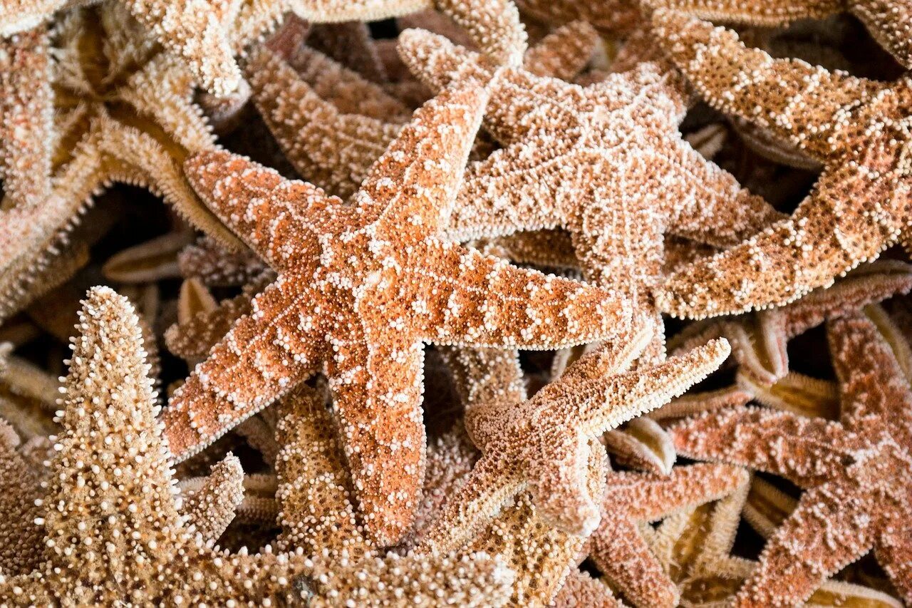 Морская звезда Lunckia Columbiae. Шестиконечная морская звезда. Морская звезда и кораллы. Коралловая звезда.