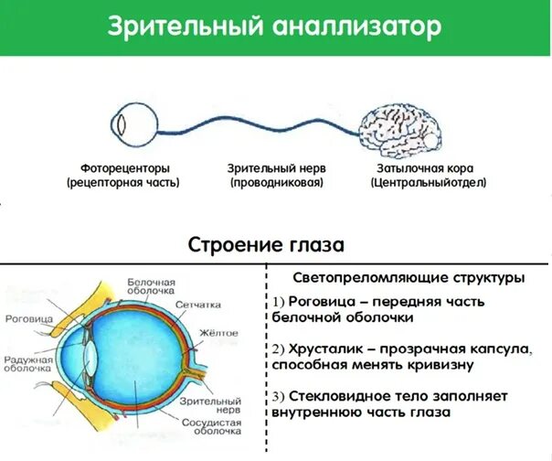 Строение зрительного анализатора. Строение зрительного анализатора таблица. Зрительный анализатор состоит из. Функции отделов зрительного анализатора. Понятие об анализаторах зрительный анализатор