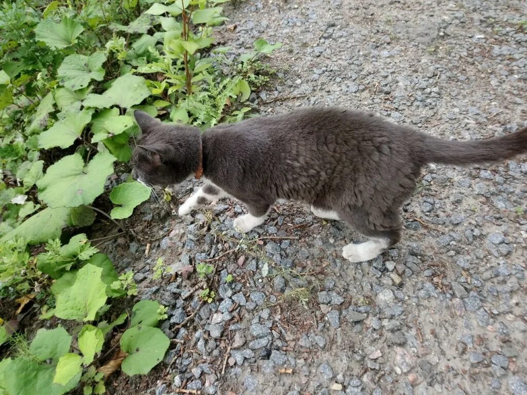 найден домашний кот