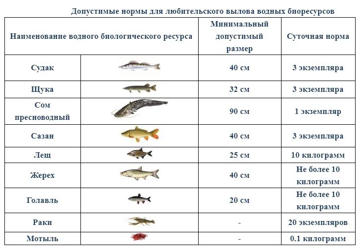 Таблица норма вылова и Размеры допустимых рыб. Норма размеров рыбы разрешённых к вылову. Минимальный размер щуки разрешенный. Минимальный размер рыбы.