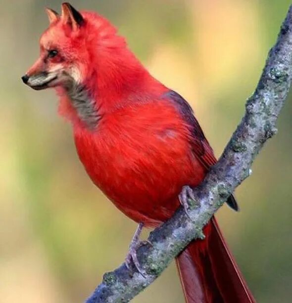 Красное животное фото