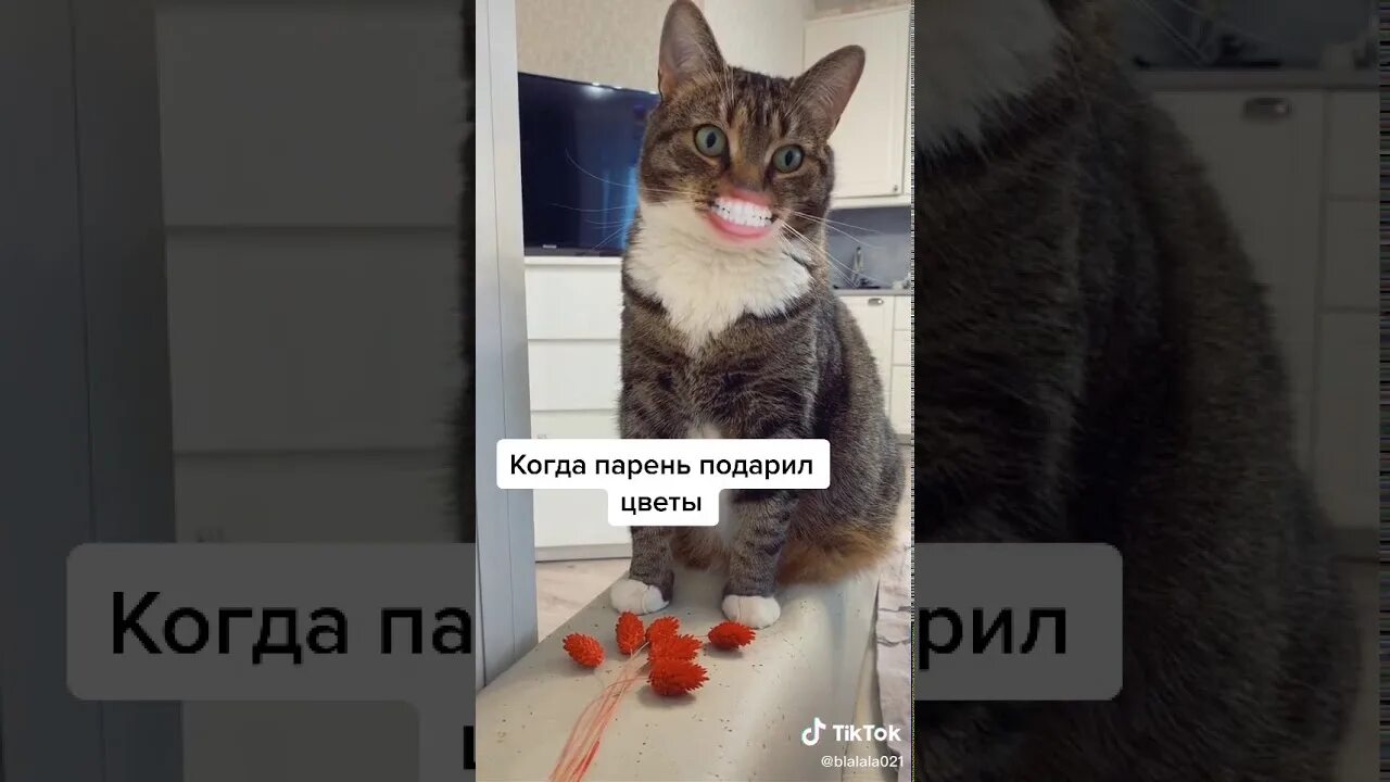 Говорящий кот рот. Кот с говорящим ртом. Выступление с котиком. Говорящий кот рот. Говорящий кот рот.