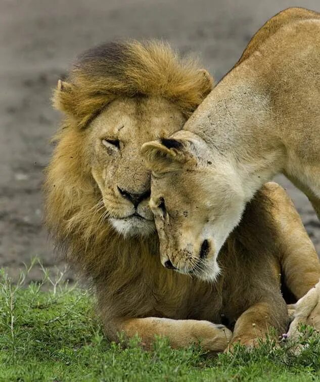 Страстное животное. Лев и львица. Пара животных. Львы нежность. Львы любовь.