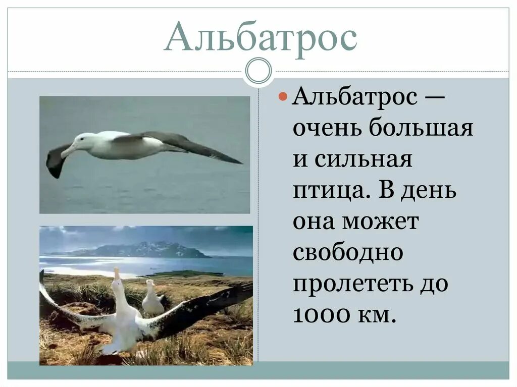 Где обитают альбатросы. Альбатрос рассказ для детей. Альбатрос описание для детей 1 класса. Альбатрос доклад. Альбатрос доклад для первого класса.