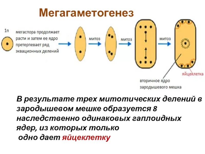 Кроссинговер образование гаплоидных. Профаза спирализация хромосом. Гомологичные участки хромосомы это. Конъюгация и кроссинговер. Кроссинговер образование гаплоидных.