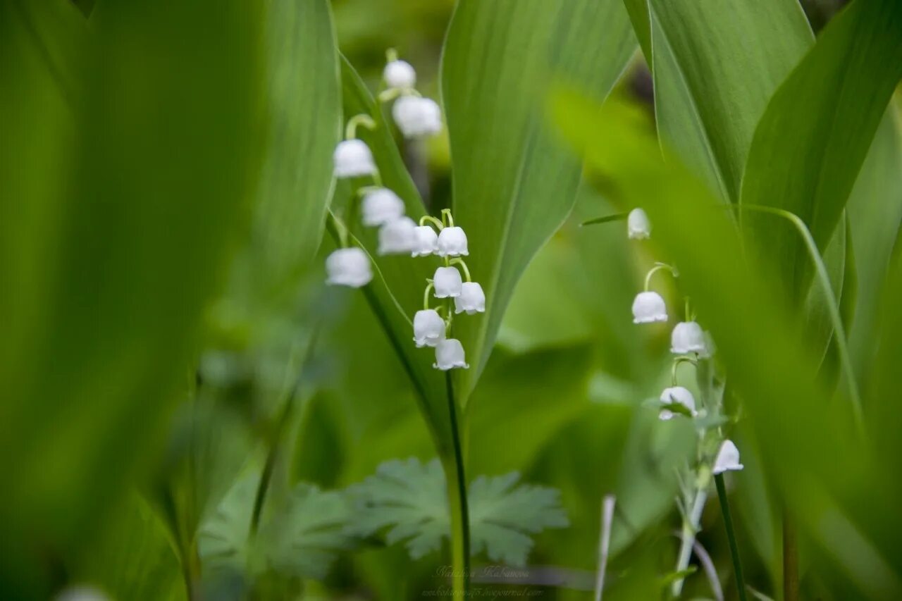 Ландыш полевой. Ландыш цветок лесной. Японский ландыш. Ландыш грандифлора. Ландыши первые в мае цветы.