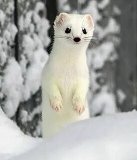 Белый черный ласка ласка красивый