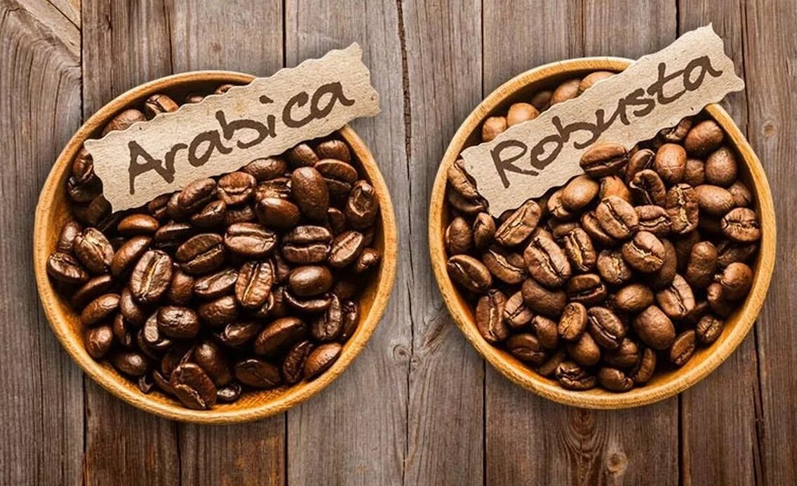 Кофе робуста отличается. Кофе Арабика и Робуста. Кофе зерновой Арабика и Робуста. Кофейные деревья Арабика и Робуста. Сорта кофе Арабика.