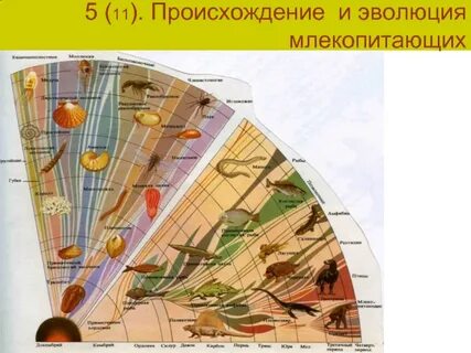 Происхождение 11