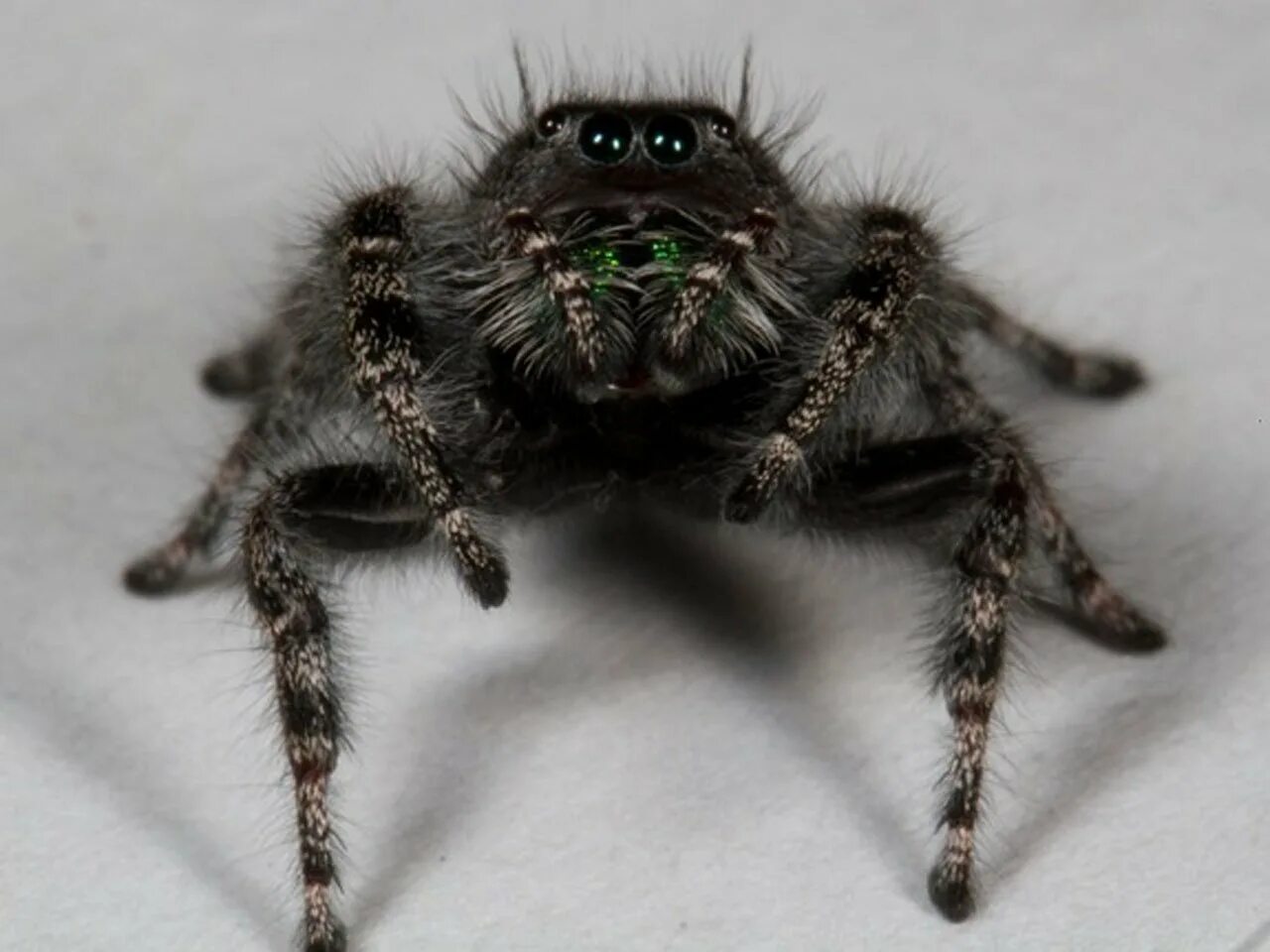 Reading spider