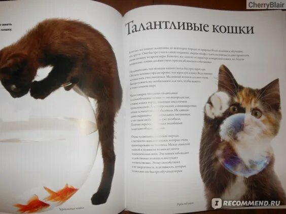 Посвящается кошке лизе картинки