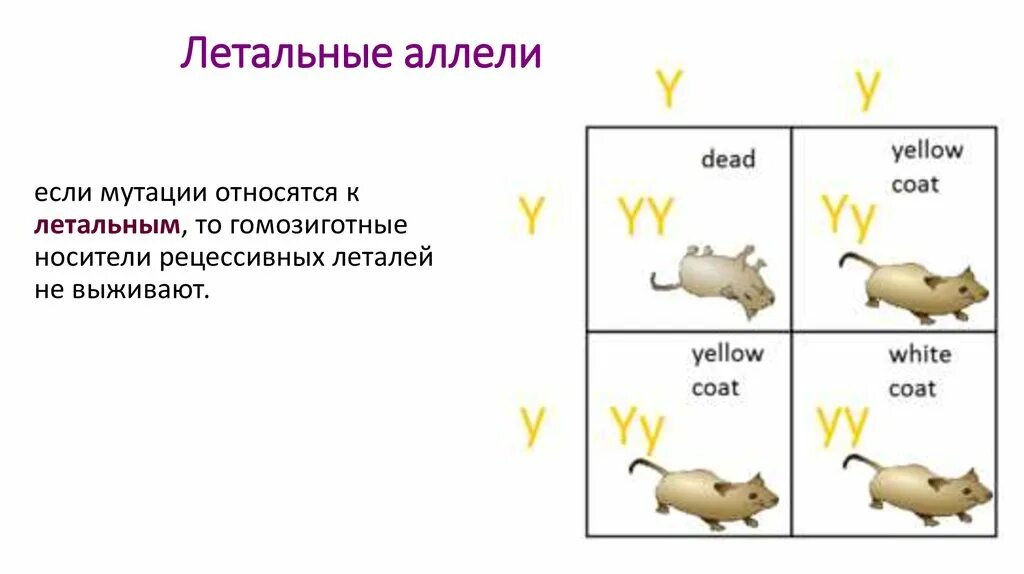 Муха доминантные и рецессивные. Летальные мутации. Летальные аллели. Рецессивные летальные мутации. Доминантные летальные мутации.