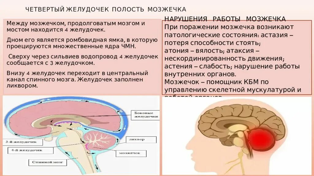 Функции мозжечка головного мозга таблица. 4 Желудочек мозжечка. Функции головного мозжечка. Мозжечок IV желудочек. В задний мозг входит мозжечок