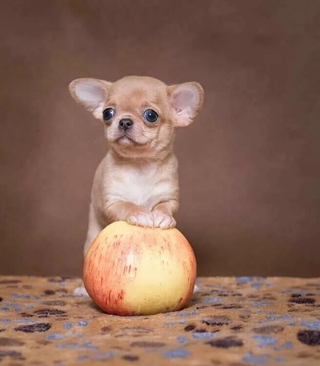 Работа в москве питомник животных. Питомник собак. Приют в бирюлево западное для собак. Работа в москве питомник животных. Работа в москве питомник животных.