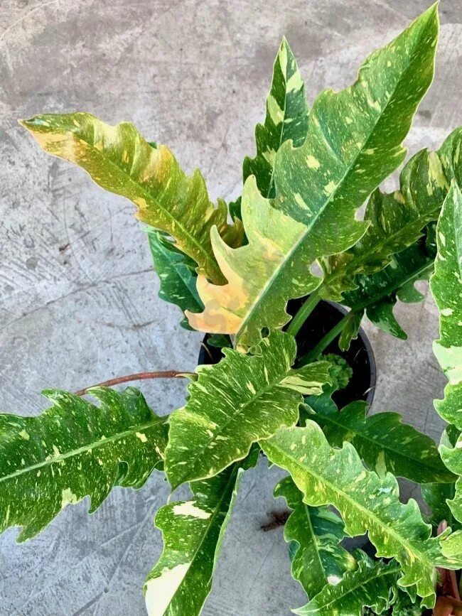 Филодендрон ринг оф файер. Филодендрон фаер. Филодендрон джангл буги. Филодендрон оф файер. Филодендрон ринг оф файер.