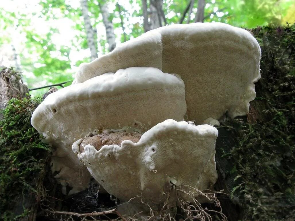 Белый гриб корень. Гетеробазидион корневая губка. Корневая губка гниль. Корневая губка гриб.