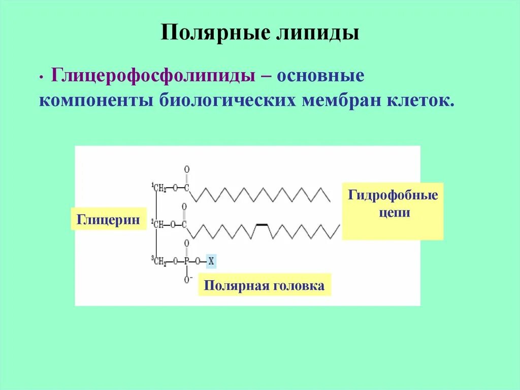 Связи липидов. Полярные и неполярные липиды. Классификация липидов Полярные и неполярные. Полярные липиды. Полярная и неполярная часть липидов.