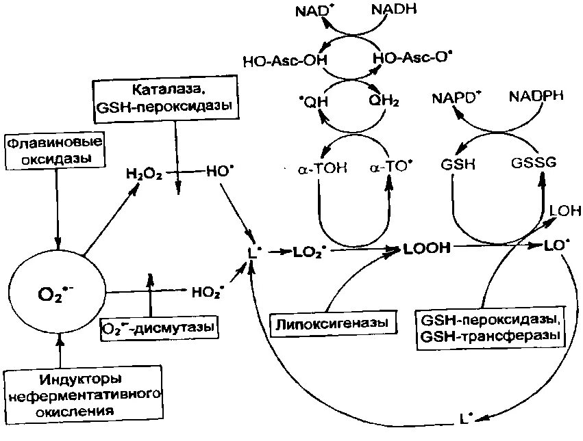Антиоксидантная защита схема биохимия. Антиоксидантная система биохимия схема. Ферментативные механизмы антиоксидантной защиты. Ферментная антиоксидантная система схемы реакций.