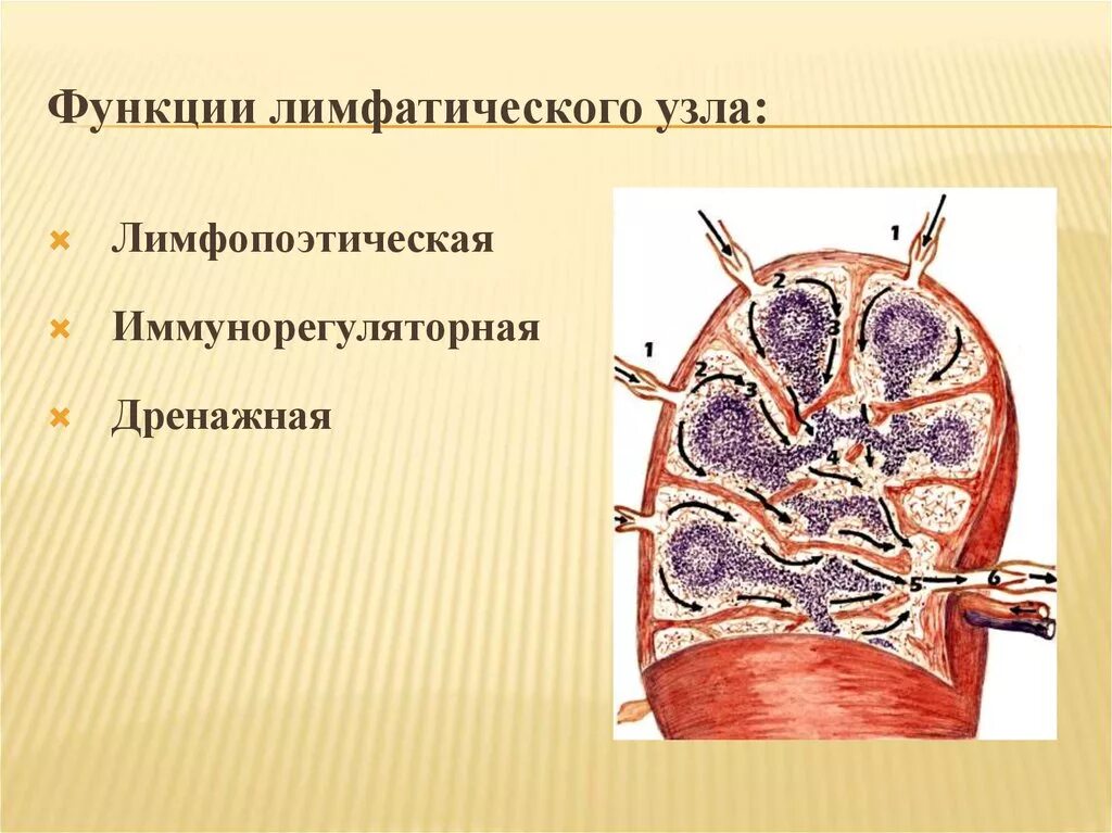 Функции лимфоузлов. Барьерная функция лимфатических узлов обусловлена. функции лимф узлов. лимфоузлы функции.