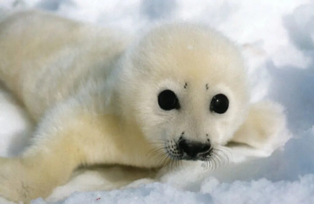 Международный день защиты бельков. Белек тюлень. Белек гренландского тюленя. Белек нерпы. Белёк новорожденный.