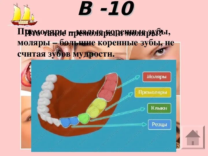 Зубы резцы клыки премоляры моляры. Зубы мудрости биология 8 класс. Зубы биология 8 класс. Игра по биологии 8 класс. Можно считать зубы