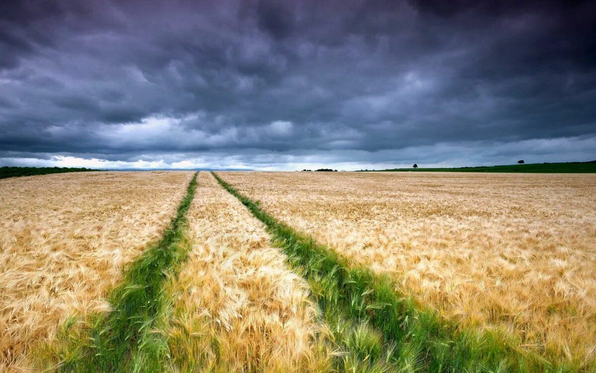 Поле пшеницы. В поле. Красивое поле. Природа поле.