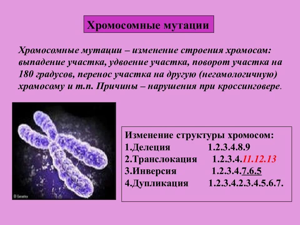 Хромосомные мутации причины. Тип мутаций изменяющие структуру хромосом. хромосомные мутации. хромосомная изменчивость. типы хромосомных мутаций.