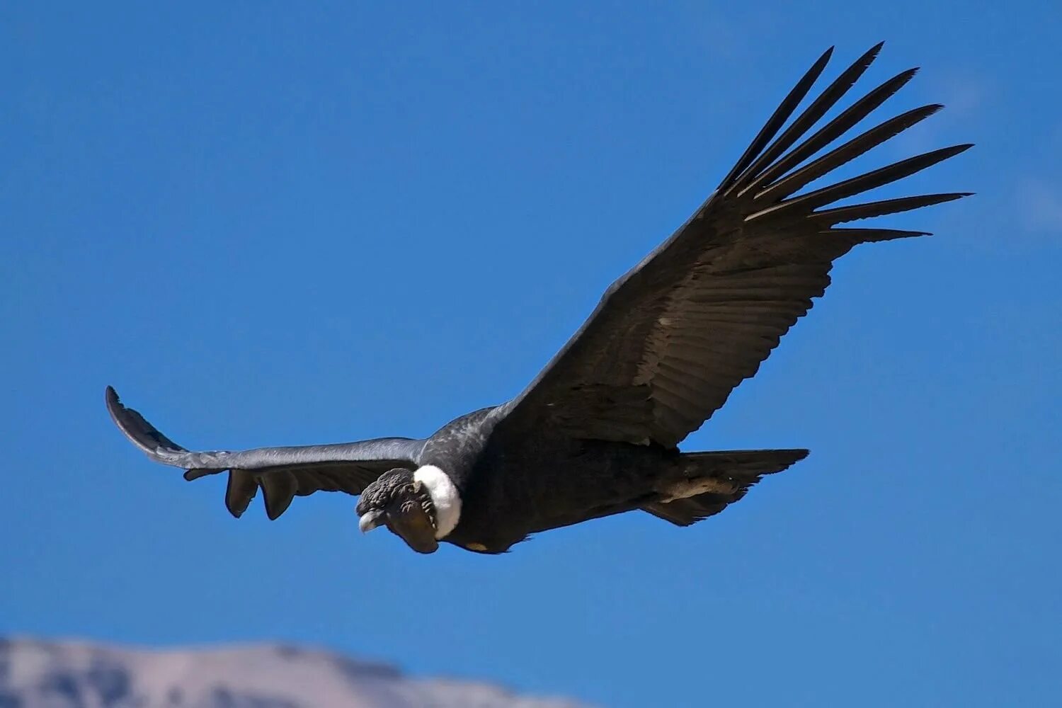 Самая большая птица на земле. Андский Кондор. Андский Кондор Гарпия. Птица Андский Кондор. Андский Кондор размах крыльев.