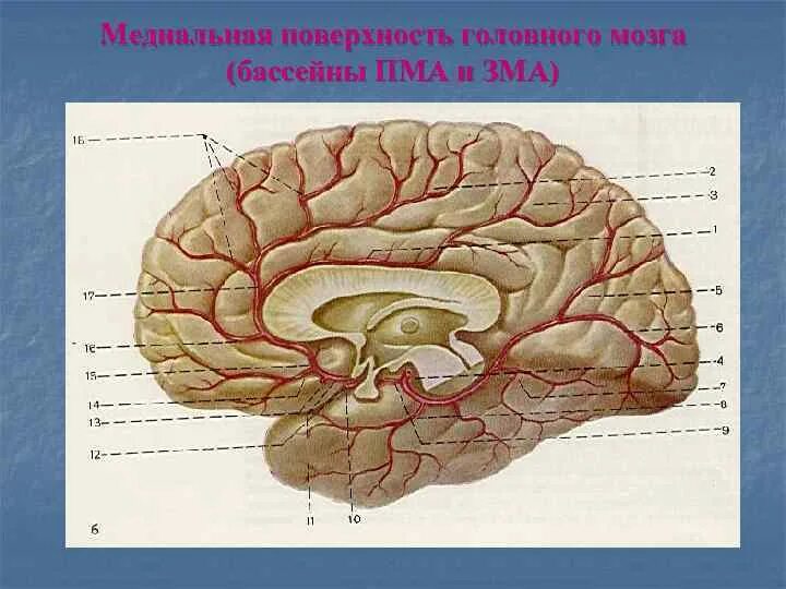 2 поверхности головного мозга. Медиальная поверхность головного. Поверхности головного мозга. Бассейн передней мозговой артерии. Бассейн зма головного мозга.
