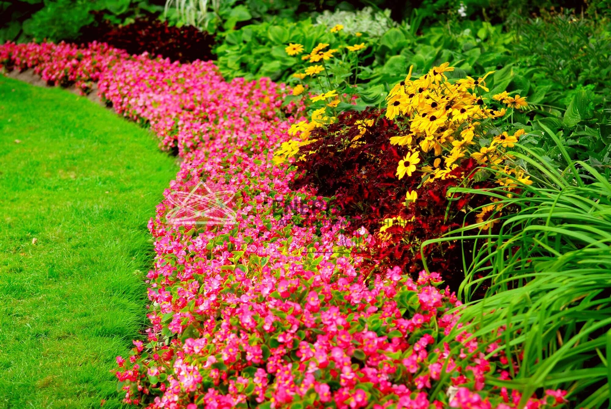 Бордюрные цветы однолетние низкорослые. Названия цветов для клумб. Ирисы голландские луковичные. Растения клумбы названия. Однолетники двулетники многолетники.