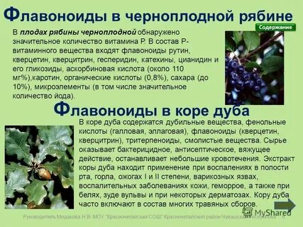 Черноплодная рябина лечебные свойства